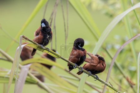 Photo for Group of Chestnut Munia standing on the grasses with nature background - Royalty Free Image