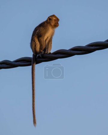 Téléchargez les photos : Nature image de la faune de singe debout sur poteau électrique - en image libre de droit