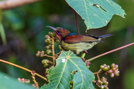 Foto de Naturaleza imagen de vida silvestre de Sunbird de garganta roja posada en árbol frutal - Imagen libre de derechos