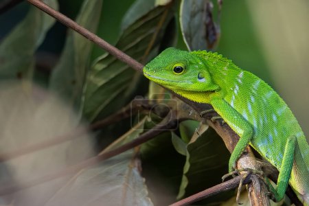 Photo for Green Lizard , Close up with a beautiful lizard , Close up view of a cute green Lizard on the wild - Royalty Free Image