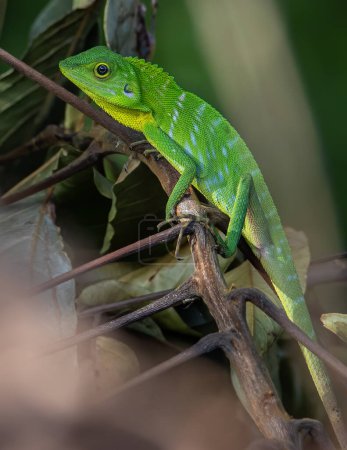 Foto de Lagarto Verde, De cerca con un hermoso lagarto, Vista de cerca de un lindo lagarto verde en la naturaleza - Imagen libre de derechos