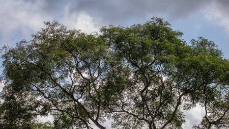 Téléchargez les photos : Nature grand arbre avec nuage nuageux pour une utilisation de fond - en image libre de droit