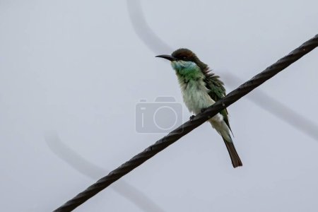 Photo for Blue-throated bee-eater standing on tree branch - Royalty Free Image