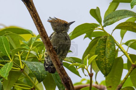 Photo for Grey and Buff Woodpecker bird perch on tree branch - Royalty Free Image