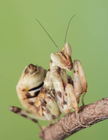 Foto de Imagen macro de una mantis religiosa Creobroter gemmatus con un fondo verde natural - Imagen libre de derechos