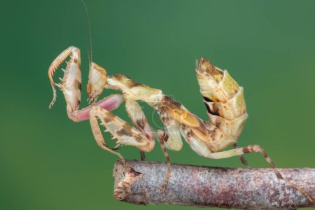 Photo for Macro image of A praying mantis Creobroter gemmatus with a nature green background - Royalty Free Image