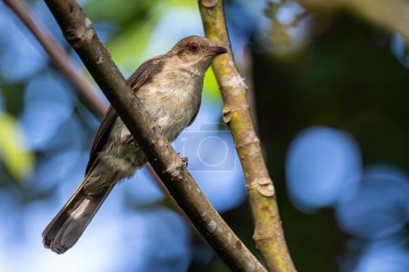 Photo for Nature wildlife bird of Red-eyed Bulbul perched at fruits tree. - Royalty Free Image