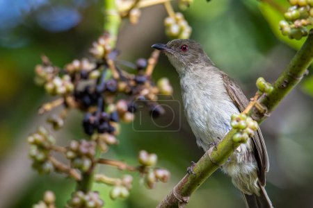 Foto de Naturaleza vida silvestre pájaro de ojos rojos Bulbul encaramado en árbol de frutas. - Imagen libre de derechos