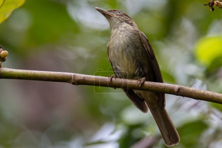 Téléchargez les photos : Nature faune oiseau endémique Charlottes bulbul Iole charlottae sur la nature plaine jungle forêt à Sabah, Bornéo - en image libre de droit