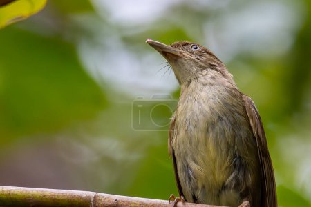 Téléchargez les photos : Nature faune oiseau endémique Charlottes bulbul Iole charlottae sur la nature plaine jungle forêt à Sabah, Bornéo - en image libre de droit