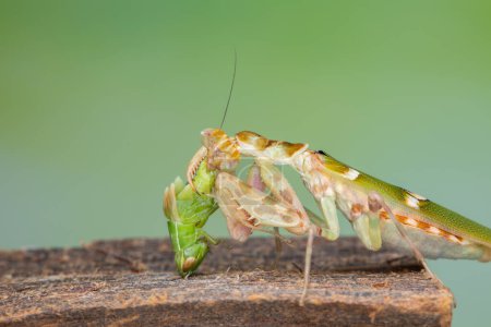 Photo for Macro image of A praying mantis (Creobroter gemmatus) having a big meal - Royalty Free Image