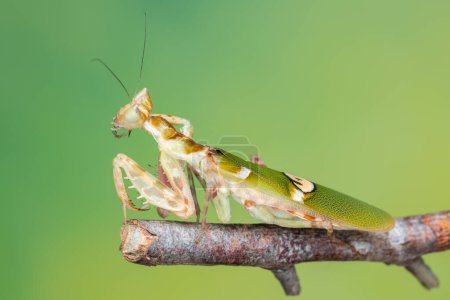 Foto de Imagen macro de una mantis religiosa (Creobroter gemmatus) con un fondo verde natural - Imagen libre de derechos