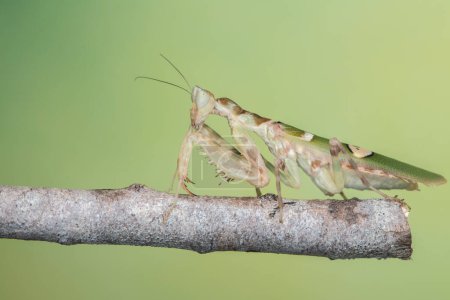 Photo for Macro image of A praying mantis (Creobroter gemmatus) on Green background - Royalty Free Image