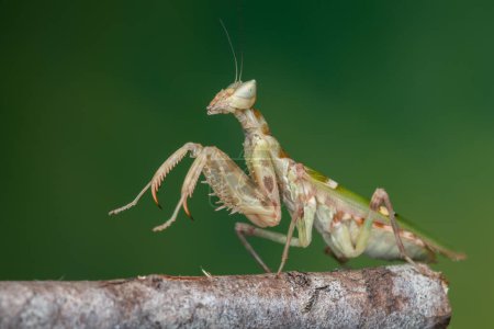 Foto de Imagen macro de una mantis religiosa (Creobroter gemmatus) sobre fondo verde - Imagen libre de derechos