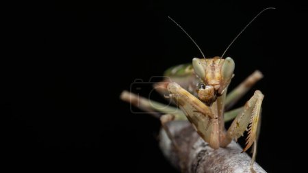 Photo for Macro image of A praying mantis (Creobroter gemmatus) isolated on black - Royalty Free Image