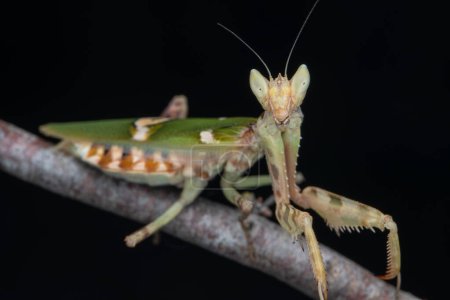 Photo for Macro image of A praying mantis (Creobroter gemmatus) isolated on black - Royalty Free Image