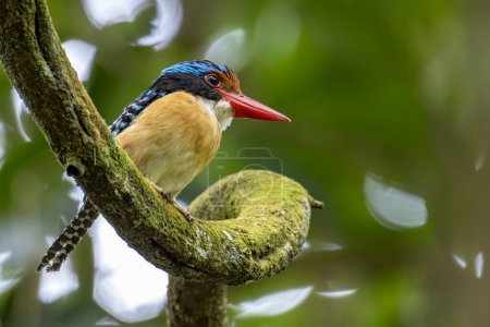 Nature wildlife image of Male Banded kingfisher (Lacedo pulchella) perching on tree branch