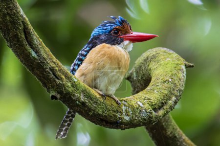 Photo for Nature wildlife image of Male Banded kingfisher (Lacedo pulchella) perching on tree branch - Royalty Free Image
