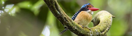 Nature wildlife image of Male Banded kingfisher (Lacedo pulchella) perching on tree branch