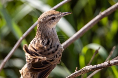 Close-up image of beautiful Striated Grass bird with nature background