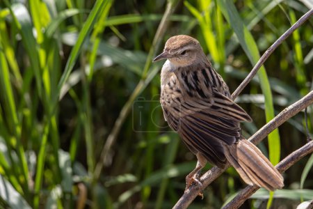 Imagen de cerca de hermoso pájaro de hierba estriada con fondo natural