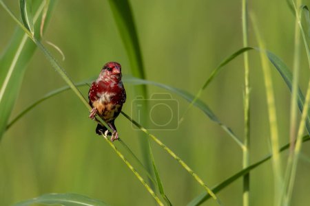 Photo for Nature wildlife image of Male Red Avadavat (Amandava amandava) sitting on a green grass - Royalty Free Image