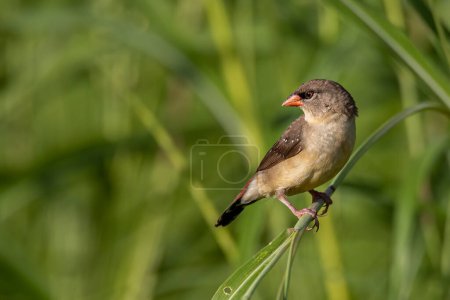 Photo for Nature wildlife of female Red Avadavat (Amandava amandava) sitting on a green grass - Royalty Free Image
