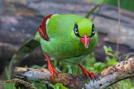 Téléchargez les photos : Nature image de la faune des oiseaux verts de Bornéo connu sous le nom de pie verte de Bornéo - en image libre de droit