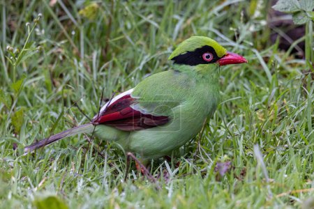 Naturaufnahme der grünen Vögel Borneos, bekannt als Bornean Green Elster