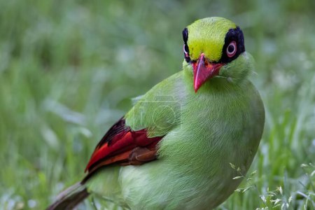 Naturaleza fauna imagen de aves verdes de Borneo conocida como Urraca Verde Borneana
