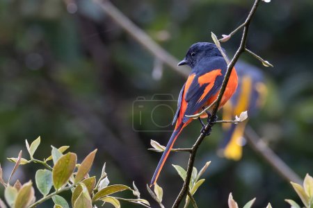 A shot of a male Grey-Chinned Minivet from the montane forest of Sabah, Borneo