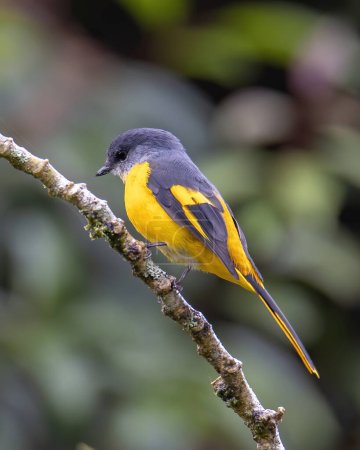 The pretty female Grey-chinned Minivet posing on a branch