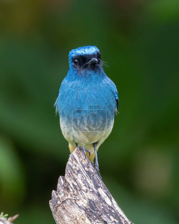 Foto de Hermoso pájaro de color azul conocido como Indigo Flycatcher en percha en los hábitos de la naturaleza en Sabah, Borneo - Imagen libre de derechos