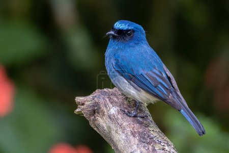 Hermoso pájaro de color azul conocido como Indigo Flycatcher en percha en los hábitos de la naturaleza en Sabah, Borneo