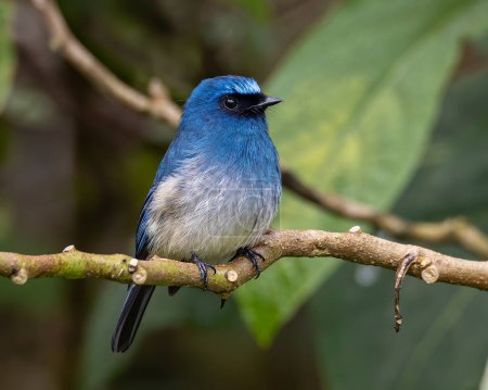 Téléchargez les photos : Bel oiseau de couleur bleue connu sous le nom d'Indigo Flycatcher sur la perche aux habitudes de la nature à Sabah, Bornéo - en image libre de droit