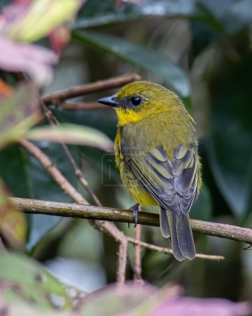 Téléchargez les photos : Nature faune oiseau siffleur de Bornéo (Pachycephala hypoxantha), ou perchoir siffleur de Bornéo sur la branche - en image libre de droit
