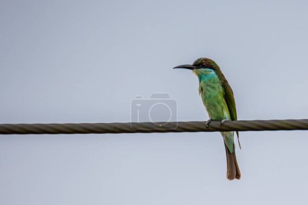 Nature wildlife of Blue-throated bee-eater bird