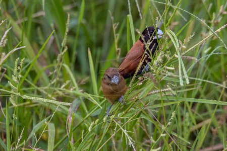 Schöner kleiner Vogel Kastanien-Munia steht auf den Gräsern mit Naturhintergrund