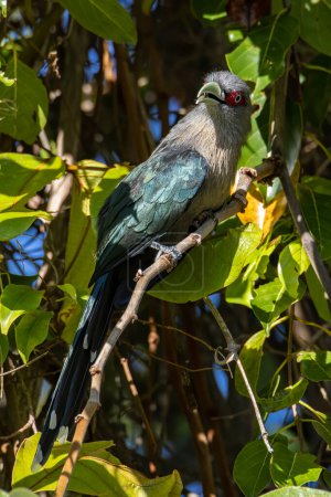 Foto de Un hermoso pájaro grande de vientre negro Malkoha posado en la rama del árbol - Imagen libre de derechos