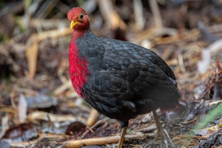 Téléchargez les photos : Crimson-headed partridge on deep jungle rainforest, It is endemic to the island of Borneo - en image libre de droit