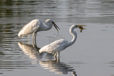 Téléchargez les photos : Great egret with catching a fish at wetland Sabah, Malaysia - en image libre de droit