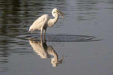 Great egret with catching a fish at wetland Sabah, Malaysia