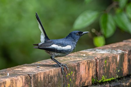 Nature oiseau sauvage de l'Orintal pie-robin