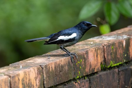 Photo for Nature wildlifd bird of Orintal Magpie-robin - Royalty Free Image