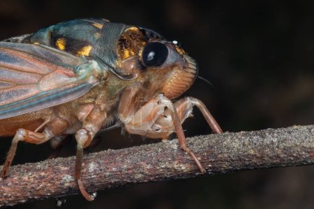 Photo for Nature wildlife macro image of Cicada on deep jungle - Royalty Free Image