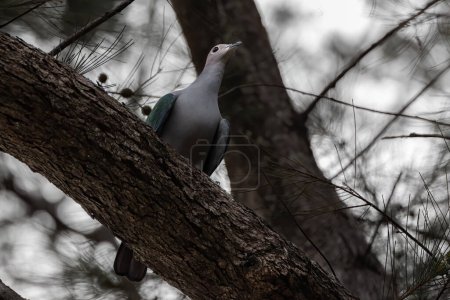 Téléchargez les photos : Pigeon impérial vert perché sur la branche de l'arbre. - en image libre de droit