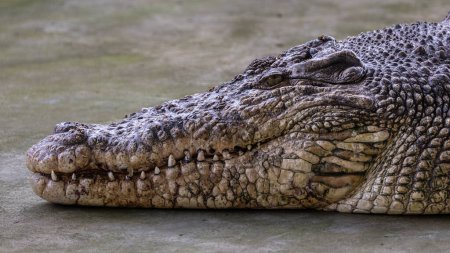 Téléchargez les photos : Gros plan de l'alligator sur un grand étang - en image libre de droit