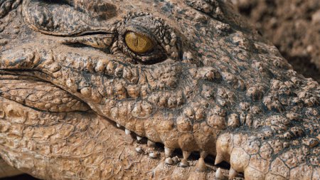 Großaufnahme aus dem Auge des Alligators. Nahaufnahme aus dem Auge eines lebenden Alligators.