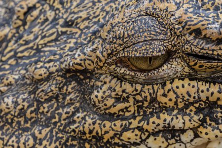 Close-up of alligator's eye. Close-up of a live alligator's eye.