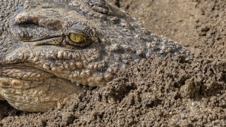 Téléchargez les photos : Gros plan de l'œil d'alligator. Gros plan d'un œil d'alligator vivant. - en image libre de droit